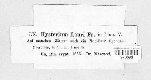 Lophodermium lauri image